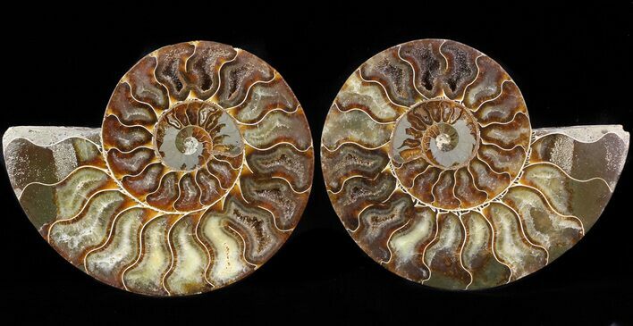 Cut/Polished Ammonite Pair - Agatized #42504